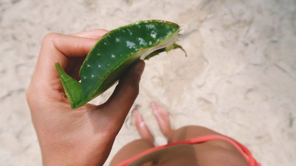 Woman holding aloe plant on the beach