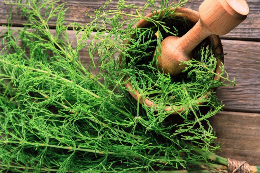 horsetail herbs